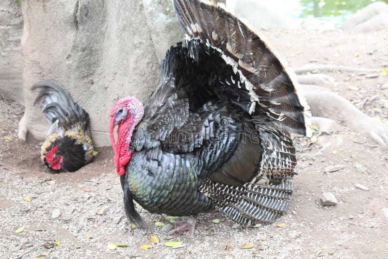 Τουρκία στο αγρόκτημα στοκ εικόνες