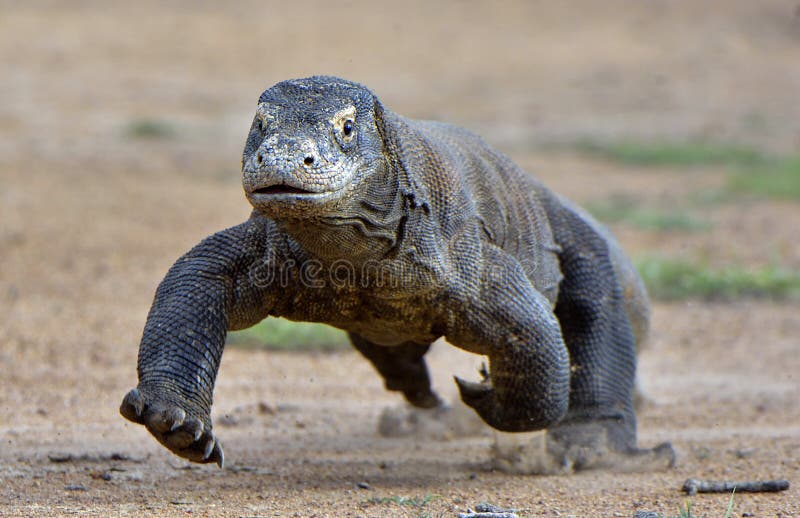 Τρέξιμο δράκων Komodo στοκ εικόνες