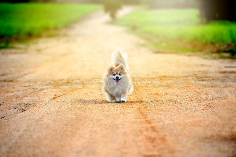 Τρέξιμο του pomeranian σκυλιού στο δρόμο νέος υγιής ευτυχής στοκ εικόνα