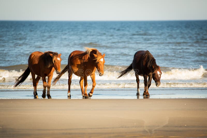 Three wild horses, two brown and one black, walk along the beach in front of a breaking wave at Corolla, North Carolina. Three wild horses, two brown and one black, walk along the beach in front of a breaking wave at Corolla, North Carolina