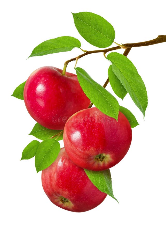 Apple που απομονώνεται Τρία κόκκινα ώριμα juicy μήλα στον κλάδο με τα πράσινα φύλλα που απομονώνονται στο άσπρο υπόβαθρο ως σχέδι στοκ φωτογραφία με δικαίωμα ελεύθερης χρήσης