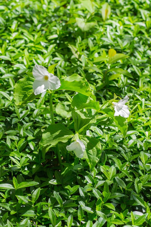 τρία μεγάλα τριλίδια με άνθη trillium grandiflorum στοκ εικόνα με δικαίωμα ελεύθερης χρήσης