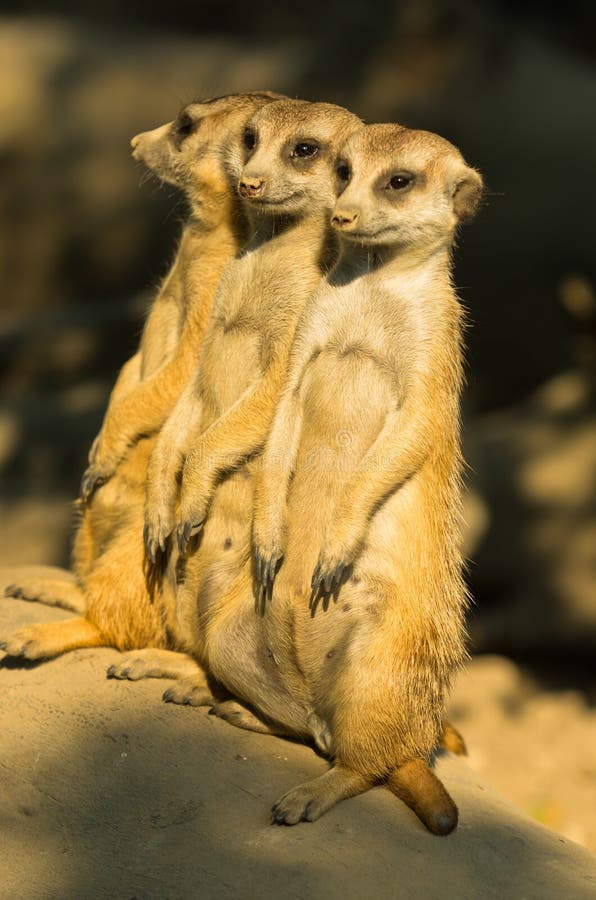 Τρία προσεκτικά meerkats που στέκονται τη φρουρά στο πρωί στοκ φωτογραφίες με δικαίωμα ελεύθερης χρήσης Τρία προσεκτικά meerkats που στέκονται τη φρουρά στο πρωί στοκ φωτογραφίες με δικαίωμα ελεύθερης χρήσης
