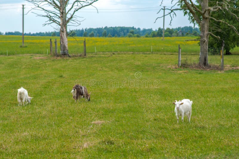 Nice summer day, a little cloudy. The goat stands on a dry tree trunk, Riga zoo. Three sheep graze in the meadow. Nice summer day, a little cloudy. The goat stands on a dry tree trunk, Riga zoo. Three sheep graze in the meadow.