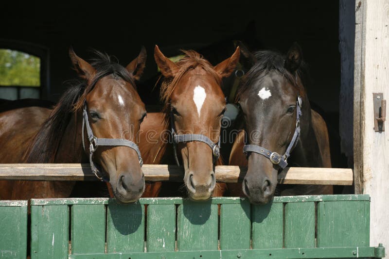 Τρία όμορφα thoroughbred άλογα που κοιτάζουν πέρα από την πόρτα σιταποθηκών στοκ εικόνες με δικαίωμα ελεύθερης χρήσης Τρία όμορφα thoroughbred άλογα που κοιτάζουν πέρα από την πόρτα σιταποθηκών στοκ εικόνες με δικαίωμα ελεύθερης χρήσης