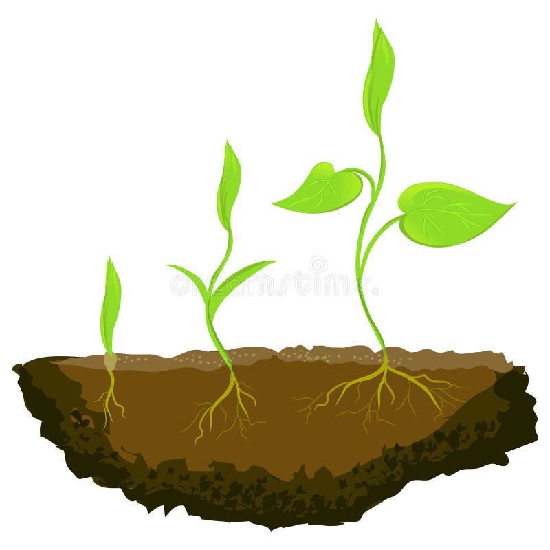 Three plants growing in the ground. vector illustration. Three plants growing in the ground. vector illustration