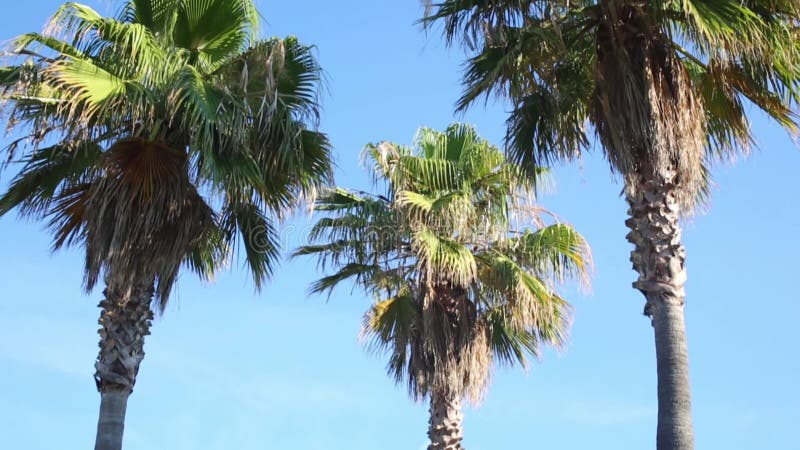 τρεις πράσινες φοίνικες εναντίον του μπλε φιλμ μικρού μήκους