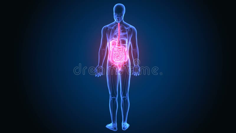 τρισδιάστατη απεικόνιση της χωνευτικής ανατομίας συστημάτων ανθρώπινων σωμάτων