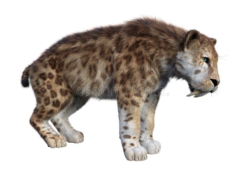 τρισδιάστατη τίγρη απόδοσης Sabertooth στο λευκό απεικόνιση αποθεμάτων