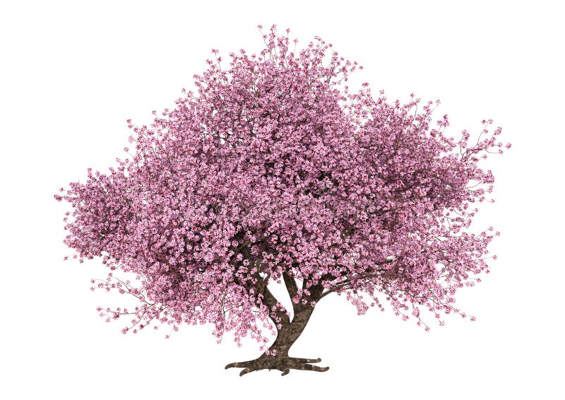 τρισδιάστατο ρόδινο ανθίζοντας Sakura δέντρο απόδοσης στο λευκό στοκ φωτογραφία με δικαίωμα ελεύθερης χρήσης τρισδιάστατο ρόδινο ανθίζοντας Sakura δέντρο απόδοσης στο λευκό στοκ φωτογραφία με δικαίωμα ελεύθερης χρήσης