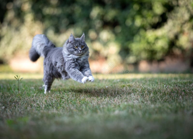 Playful maine coon cat with extremely fluffy tail running on green grass in the back yard hunting. Playful maine coon cat with extremely fluffy tail running on green grass in the back yard hunting