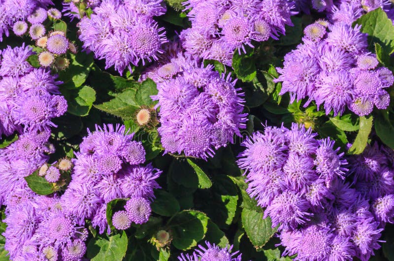 Τρομερό μπλε leilani λουλουδιών νήματος ή μπλε bouque ageratum στοκ εικόνες με δικαίωμα ελεύθερης χρήσης Τρομερό μπλε leilani λουλουδιών νήματος ή μπλε bouque ageratum στοκ εικόνες με δικαίωμα ελεύθερης χρήσης