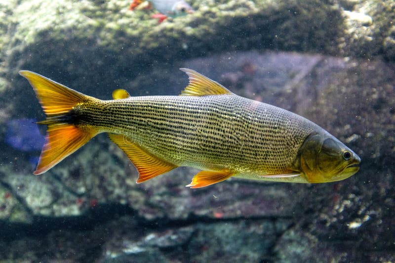 Tropical sweet water fish Brazilian Dorado, known also as Golden Dorado, River Tiger or Jaw Characin in tropical aquarium in a zoological facility. Tropical sweet water fish Brazilian Dorado, known also as Golden Dorado, River Tiger or Jaw Characin in tropical aquarium in a zoological facility