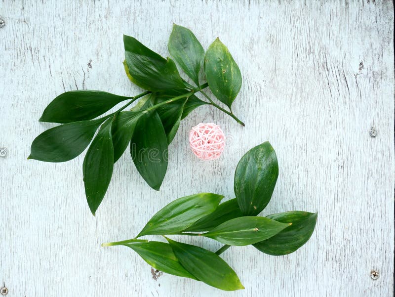 Τροπικά φύλλο και λουλούδι Το Floral επίπεδο βάζει στο αγροτικό σκηνικό Φυσική τοπ άποψη πλαισίων στοκ εικόνες Τροπικά φύλλο και λουλούδι Το Floral επίπεδο βάζει στο αγροτικό σκηνικό Φυσική τοπ άποψη πλαισίων στοκ εικόνες