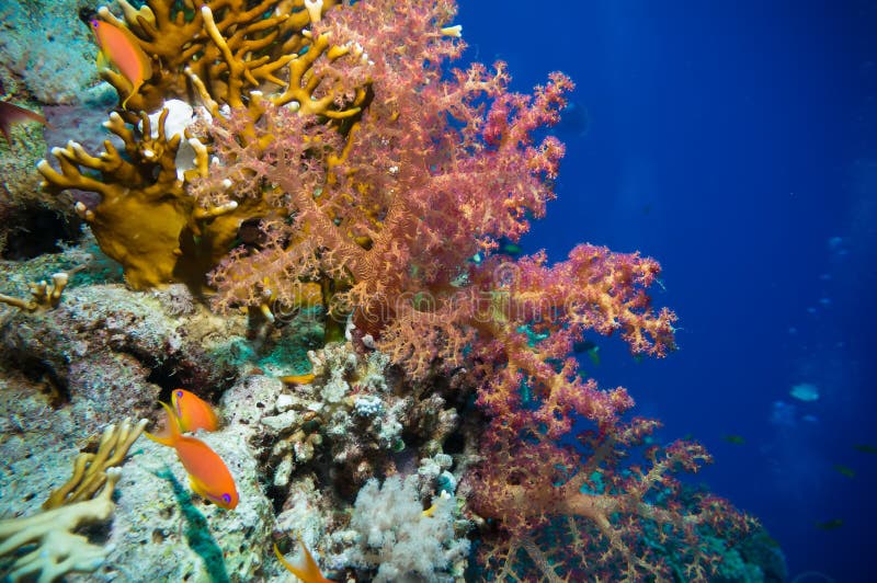 Τροπικά ψάρια Anthias με τα καθαρά κοράλλια πυρκαγιάς στοκ φωτογραφία με δικαίωμα ελεύθερης χρήσης Τροπικά ψάρια Anthias με τα καθαρά κοράλλια πυρκαγιάς στοκ φωτογραφία με δικαίωμα ελεύθερης χρήσης