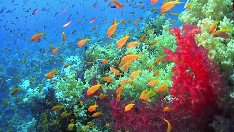 Τροπικά ψάρια στη δονούμενη κοραλλιογενή ύφαλο
