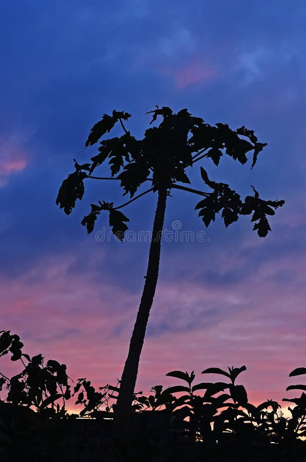 Τροπικές Papaya σκιαγραφίες δέντρων στο ηλιοβασίλεμα στοκ φωτογραφίες Τροπικές Papaya σκιαγραφίες δέντρων στο ηλιοβασίλεμα στοκ φωτογραφίες