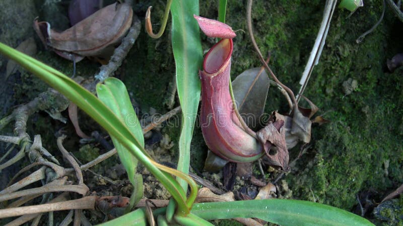 Τροπικές εγκαταστάσεις Nepenthes σταμνών που καλείται επίσης ως φλυτζάνι πιθήκων