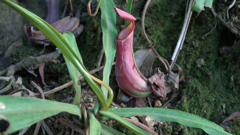 Τροπικές εγκαταστάσεις Nepenthes σταμνών που καλείται επίσης ως φλυτζάνι πιθήκων