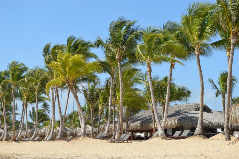 Image of a sunny tropical beach with palm trees in the Dominican Republic. Image of a sunny tropical beach with palm trees in the Dominican Republic