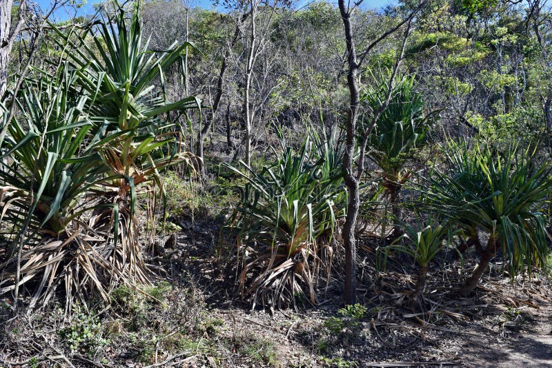 Τροπικό tectorius Pandanus εγκαταστάσεων στο εθνικό πάρκο Noosa στοκ εικόνα με δικαίωμα ελεύθερης χρήσης Τροπικό tectorius Pandanus εγκαταστάσεων στο εθνικό πάρκο Noosa στοκ εικόνα με δικαίωμα ελεύθερης χρήσης