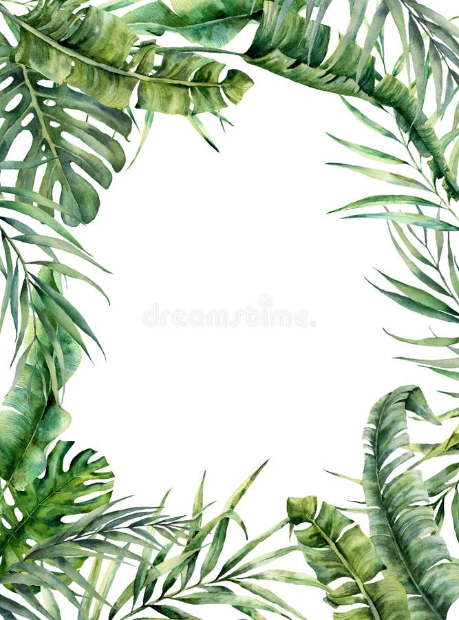 Τροπικό πλαίσιο Watercolor με τα εξωτικά φύλλα Το χέρι χρωμάτισε τη floral απεικόνιση με τον κλάδο μπανανών, καρύδων και monstera στοκ φωτογραφία Τροπικό πλαίσιο Watercolor με τα εξωτικά φύλλα Το χέρι χρωμάτισε τη floral απεικόνιση με τον κλάδο μπανανών, καρύδων και monstera στοκ φωτογραφία