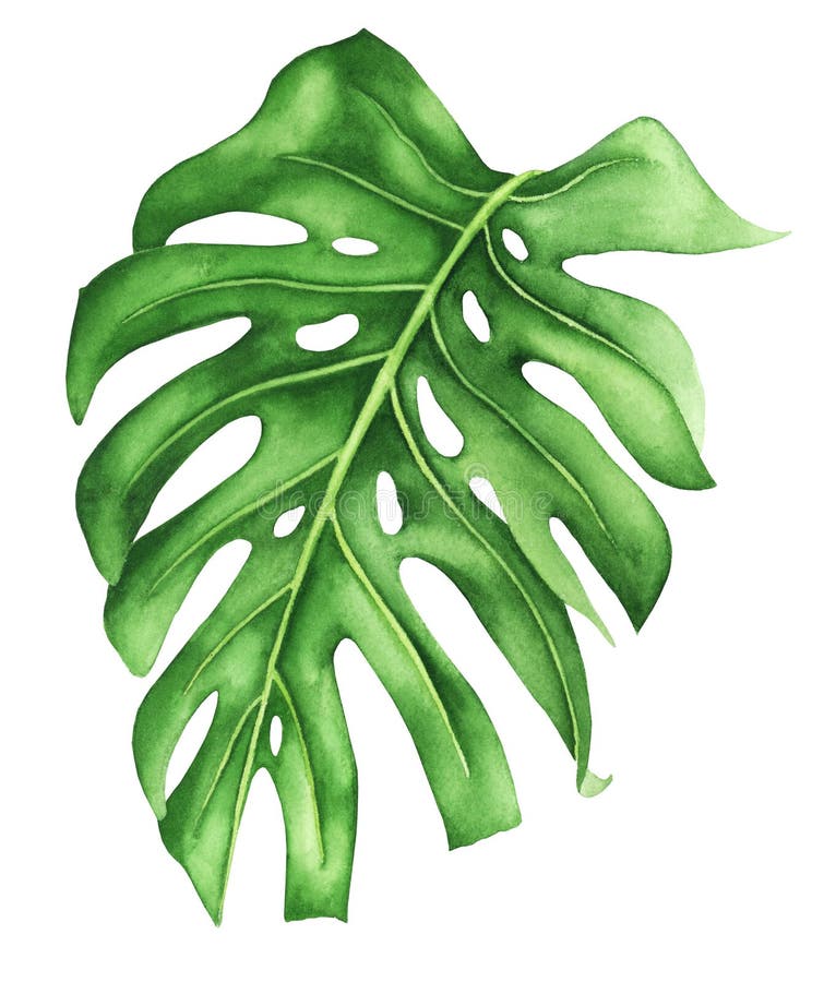 Τροπικό φύλλο του monstera, ζωγραφική watercolor Ρεαλιστική βοτανική τέχνη απεικόνιση αποθεμάτων Τροπικό φύλλο του monstera, ζωγραφική watercolor Ρεαλιστική βοτανική τέχνη απεικόνιση αποθεμάτων