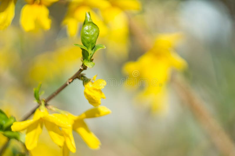 τρυφερά πράσινα φύλλα σε υποκατάστημα forsythia την άνοιξη. επιλεκτική εστίαση μέσω προσθήκης στοκ εικόνα