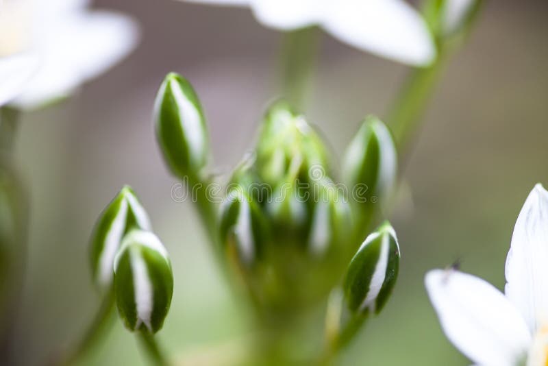 Τρυφεροί οφθαλμοί και άσπρα λουλούδια του umbellatum Ornithogalum στοκ φωτογραφία με δικαίωμα ελεύθερης χρήσης Τρυφεροί οφθαλμοί και άσπρα λουλούδια του umbellatum Ornithogalum στοκ φωτογραφία με δικαίωμα ελεύθερης χρήσης