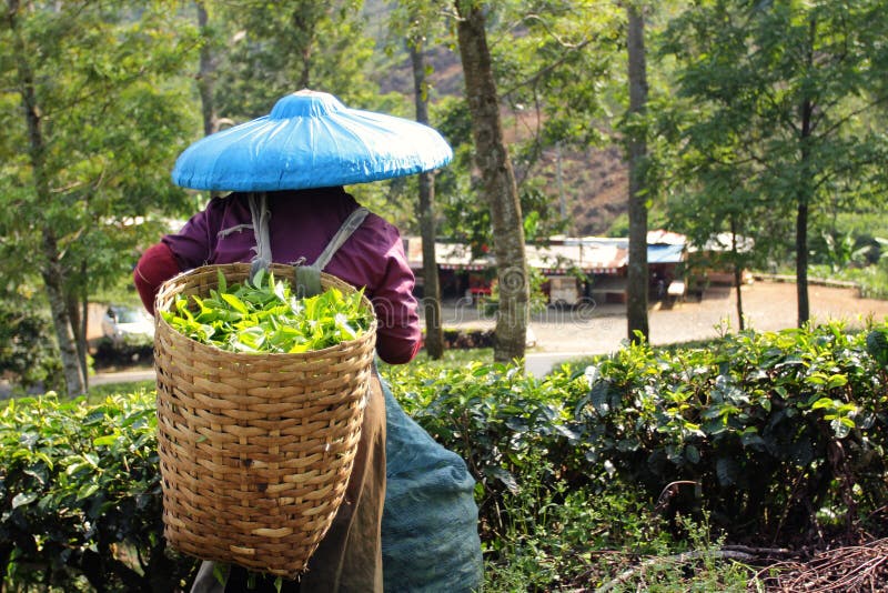 Tea picker after work at puncak indonesia. Tea picker after work at puncak indonesia