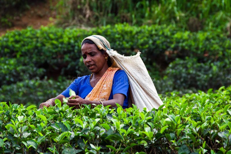 Tamil tea picker in Sri Lanka. Tamil tea picker in Sri Lanka