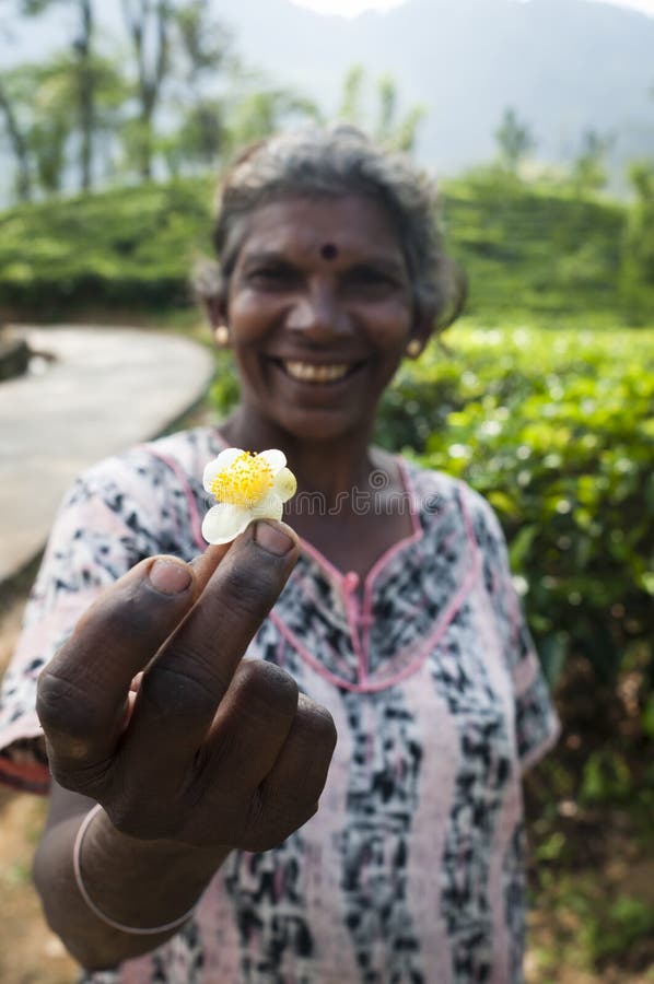 Nuwara Eliya, Sri Lanka - December 8, 2011: Tea flower in the overworked hand of traditional tea picker Indian smiling woman. Selective focus on the woman hand. Nuwara Eliya, Sri Lanka - December 8, 2011: Tea flower in the overworked hand of traditional tea picker Indian smiling woman. Selective focus on the woman hand.