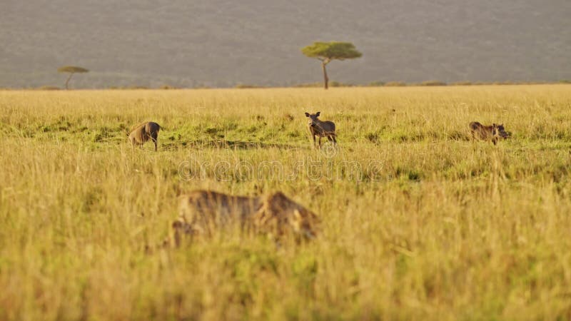 τσίτα κυνηγά αγριογούρουνο σε ένα κυνήγι στην αφρική άγρια ζώα στην μασάι μάρα κένυα κυνηγώντας