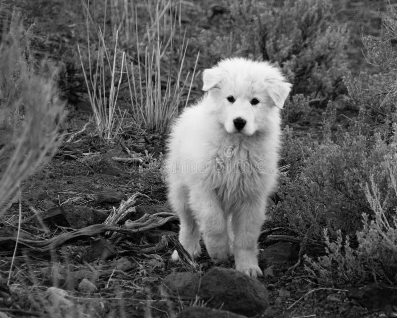 Τσοπανόσκυλο Maremma στοκ φωτογραφία με δικαίωμα ελεύθερης χρήσης Τσοπανόσκυλο Maremma στοκ φωτογραφία με δικαίωμα ελεύθερης χρήσης