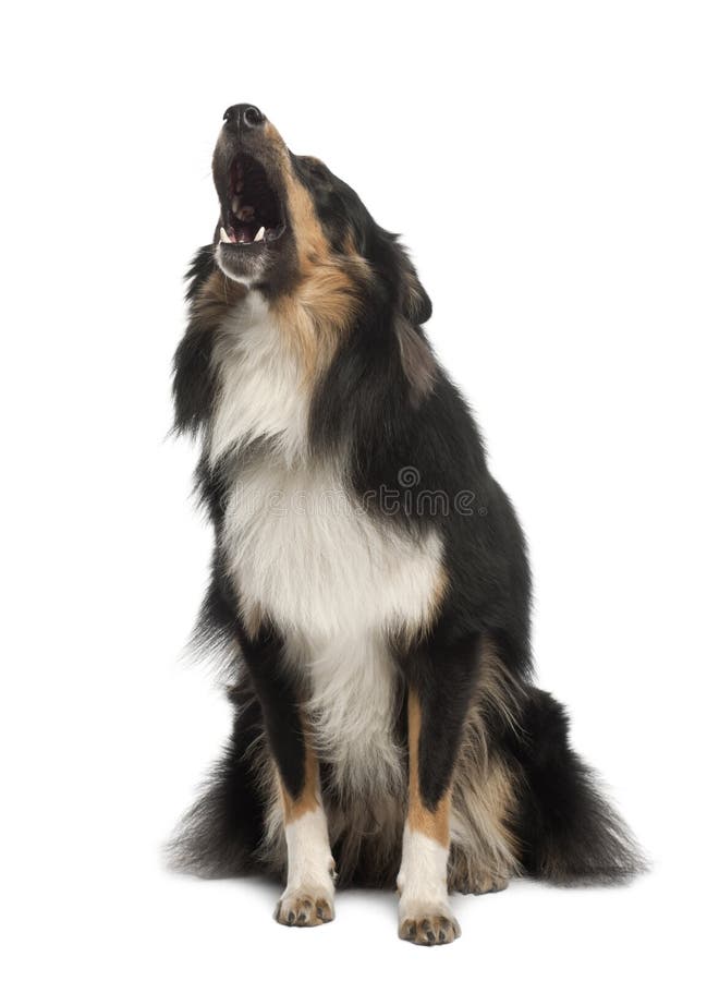 Shetland Sheepdog, 1 year old, barking sitting against white background. Shetland Sheepdog, 1 year old, barking sitting against white background