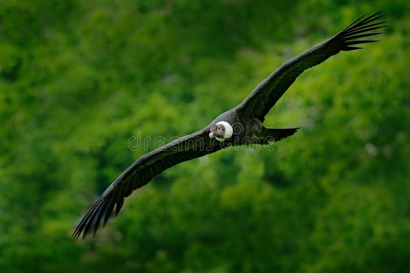 Των Άνδεων κόνδορας, gryphus Vultur, μεγάλα πουλιά του θηράματος που πετά επάνω από το βουνό Γύπας στην πέτρα Πουλί στο βιότοπο φ στοκ φωτογραφίες με δικαίωμα ελεύθερης χρήσης Των Άνδεων κόνδορας, gryphus Vultur, μεγάλα πουλιά του θηράματος που πετά επάνω από το βουνό Γύπας στην πέτρα Πουλί στο βιότοπο φ στοκ φωτογραφίες με δικαίωμα ελεύθερης χρήσης