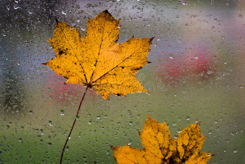Rain Soaked Leaves on wet window. Rain Soaked Leaves on wet window