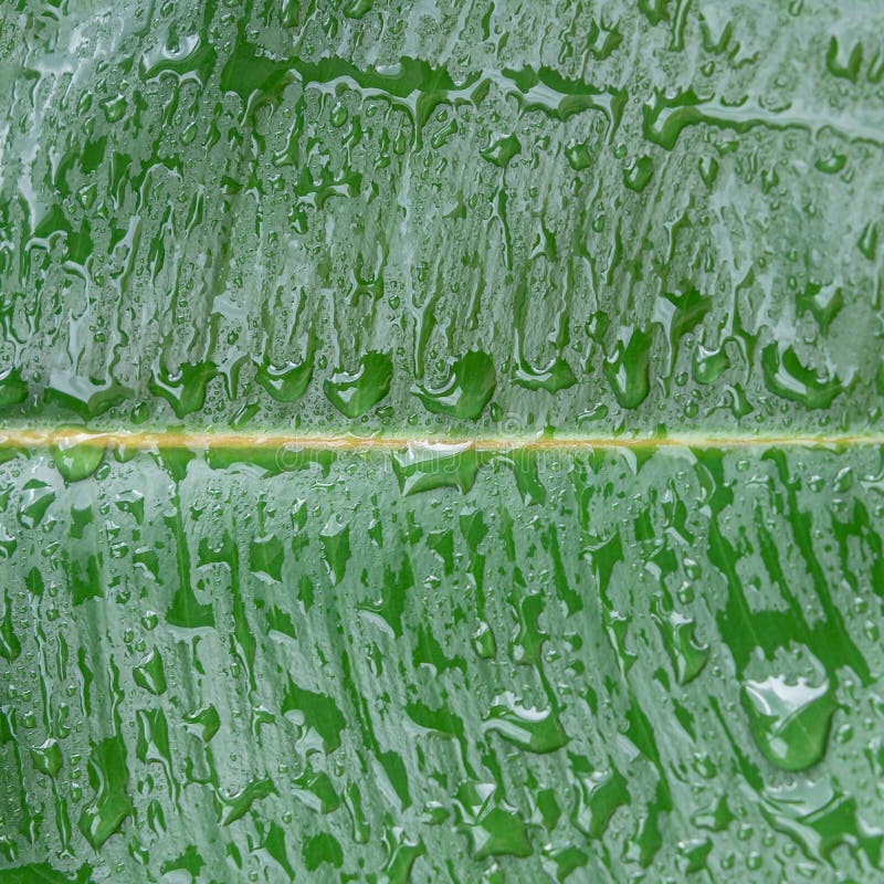 υγρό με σταγόνες νερού, φύλλο από την ινδία ficus elastica στον τροπικό κήπο ως φόντο και λεπτομέρειες υφής για κλείσιμο στοκ φωτογραφίες
