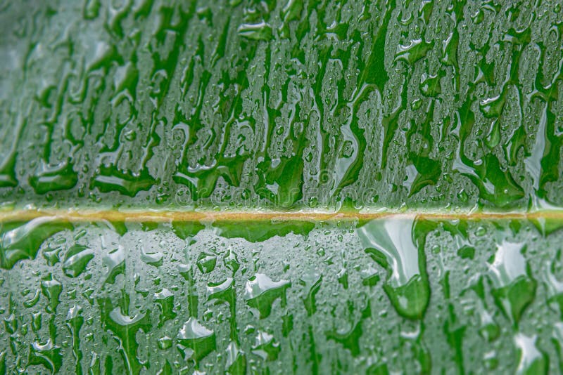 υγρό με σταγόνες νερού, φύλλο από την ινδία ficus elastica στον τροπικό κήπο ως φόντο και λεπτομέρειες υφής για κλείσιμο στοκ εικόνα