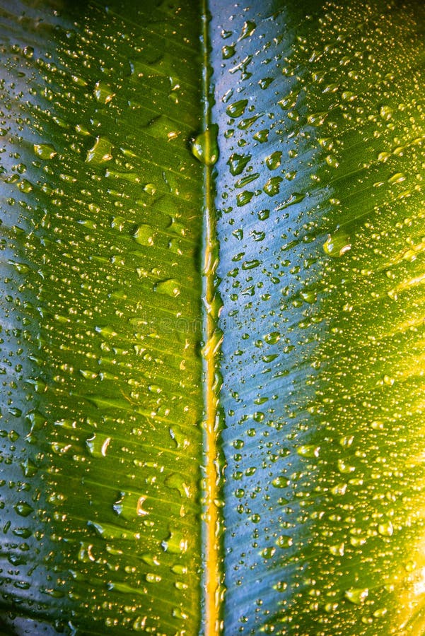 Υγρός με το ινδικό φύλλο Ficus Elastica πτώσεων νερού στοκ εικόνες