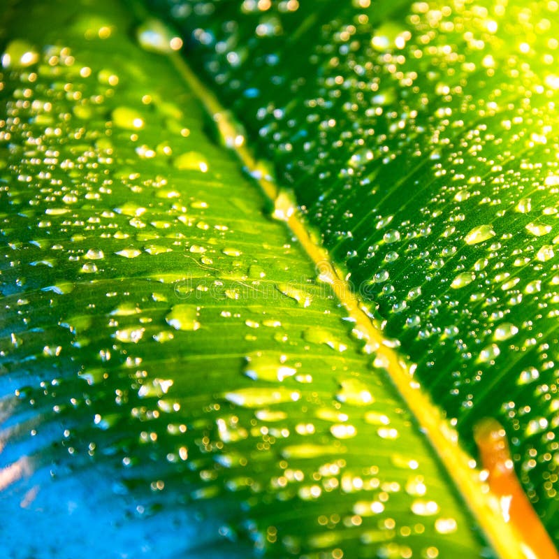 Υγρός με το ινδικό φύλλο Ficus Elastica πτώσεων νερού στοκ φωτογραφίες