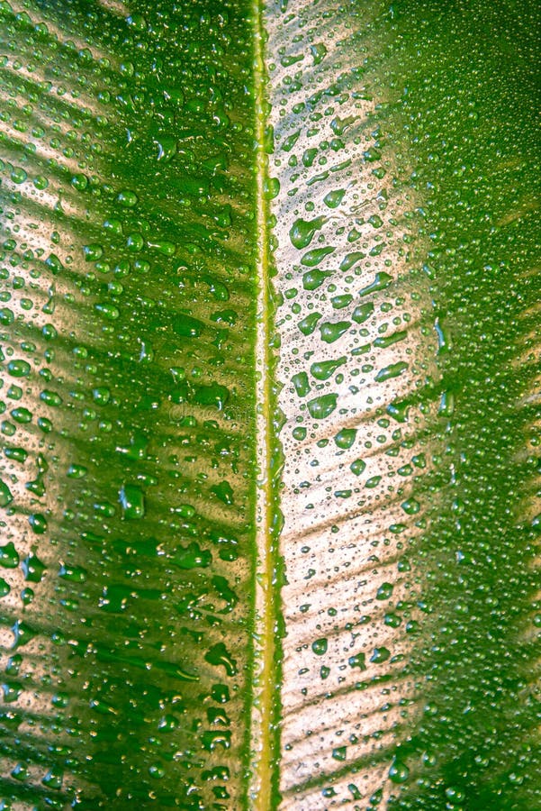 Υγρός με το ινδικό φύλλο Ficus Elastica πτώσεων νερού ως σύσταση και π στοκ εικόνες με δικαίωμα ελεύθερης χρήσης
