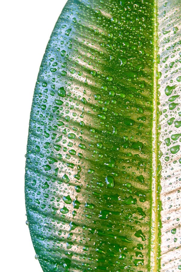 Υγρός με το νερό ρίχνει το ινδικό φύλλο Ficus Elastica που απομονώνεται στο μόριο στοκ φωτογραφία με δικαίωμα ελεύθερης χρήσης