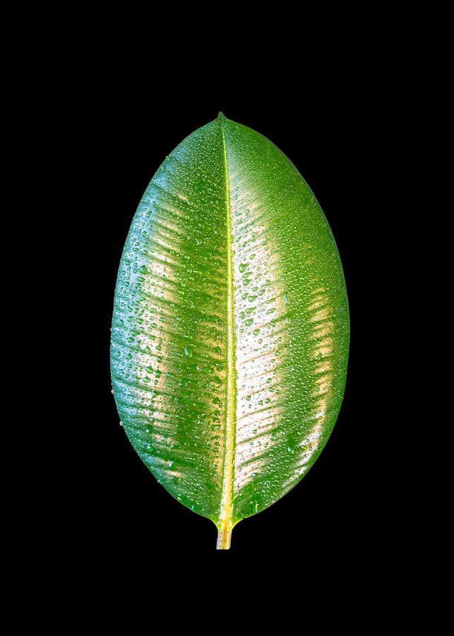 Υγρός με το νερό ρίχνει το ινδικό φύλλο Ficus Elastica που απομονώνεται στο blac στοκ εικόνες με δικαίωμα ελεύθερης χρήσης