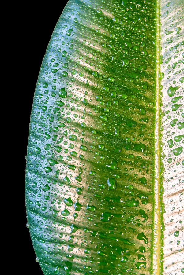 Υγρός με το νερό ρίχνει το ινδικό φύλλο Ficus Elastica που απομονώνεται στο blac στοκ εικόνες