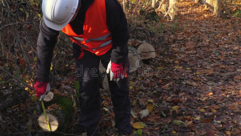 Υλοτόμος με μια μετρώντας ταινία που μετρά τη διάμετρο του κορμού δέντρων απόθεμα βίντεο Υλοτόμος με μια μετρώντας ταινία που μετρά τη διάμετρο του κορμού δέντρων απόθεμα βίντεο