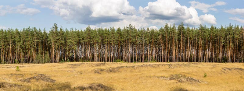 Extra large wide panoramic view of pine forest and cloudy sky on the background. Extra large wide panoramic view of pine forest and cloudy sky on the background