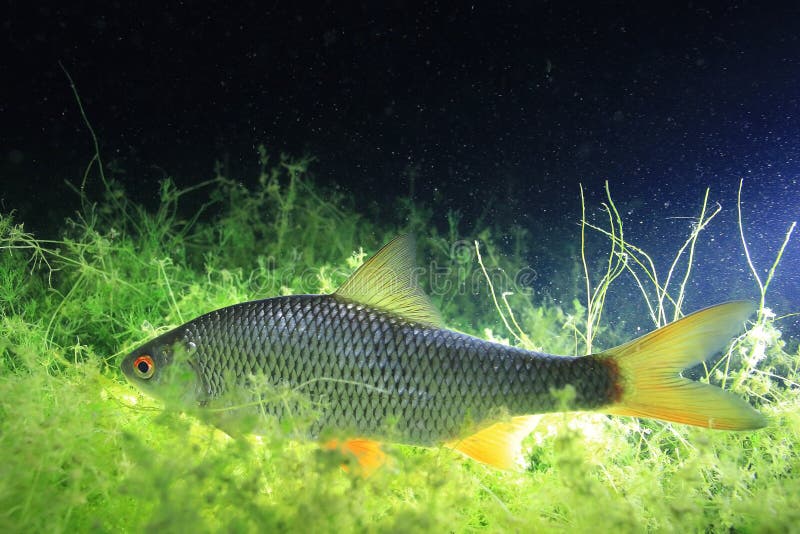 Υποβρύχια roach φωτογραφιών ψάρια στοκ φωτογραφία