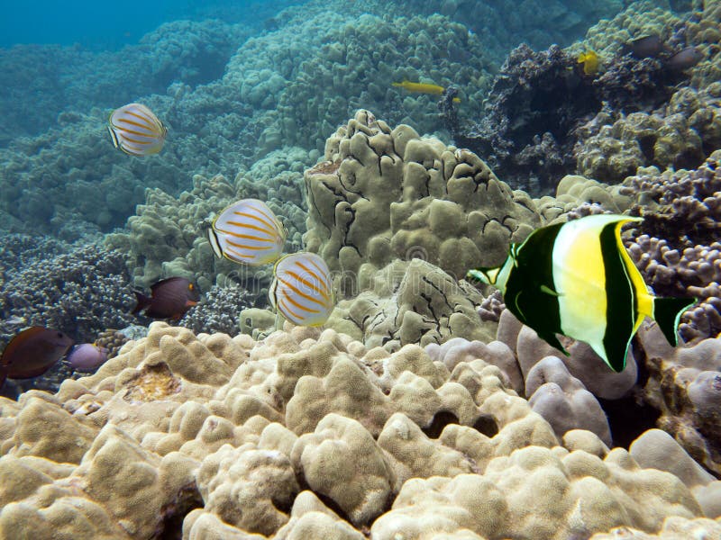 Υποβρύχια φωτογραφία Butterflyfish, Wrasse και άλλων τροπικών ψαριών στοκ φωτογραφία με δικαίωμα ελεύθερης χρήσης