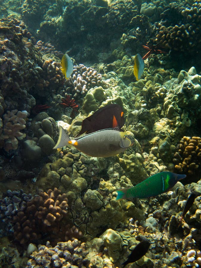 Υποβρύχια φωτογραφία Surgeonfish, Wrasse και άλλων τροπικών ψαριών στοκ φωτογραφίες